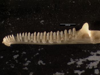 Media type: image;   Herpetology R-55801